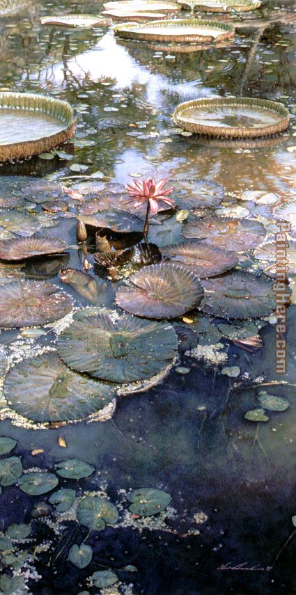 Waterlilies in Bloom painting - Steve Hanks Waterlilies in Bloom art painting